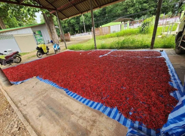 เข้าติดตามผลการดำเนินงานในการรวบรวมและแปรรูปผลผลิตทางการเกษตร (พริกสดเป็นพริกแห้ง) ณ สหกรณ์การเกษตรสบเมย จำกัด อำเภอสบเมย ... พารามิเตอร์รูปภาพ 7