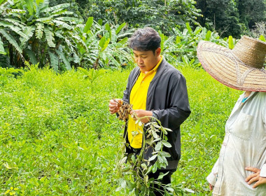 ลุยงานติดตามการปลูกถั่วลายเสือ ตำบลแม่สวด อำเภอสบเมย ... พารามิเตอร์รูปภาพ 4