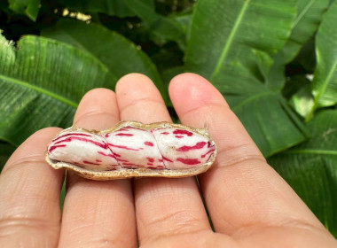 ลุยงานติดตามการปลูกถั่วลายเสือ ตำบลแม่สวด อำเภอสบเมย ... พารามิเตอร์รูปภาพ 8