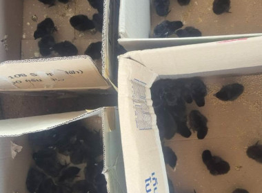 แนะนำ ส่งเสริมอาชีพตามหลักเศรษฐกิจพอเพียง (ไก่กระดูกดำ) พารามิเตอร์รูปภาพ 2