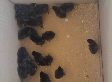 แนะนำ ส่งเสริมอาชีพตามหลักเศรษฐกิจพอเพียง (ไก่กระดูกดำ) พารามิเตอร์รูปภาพ 3