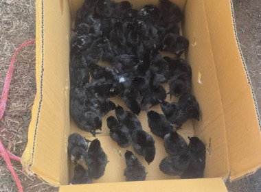 แนะนำ ส่งเสริมอาชีพตามหลักเศรษฐกิจพอเพียง (ไก่กระดูกดำ) พารามิเตอร์รูปภาพ 4