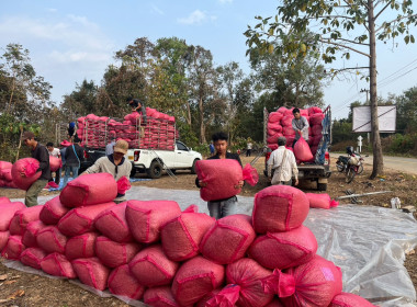 ร่วมติดตามกิจกรรมการรวบรวมกาแฟ ... พารามิเตอร์รูปภาพ 11