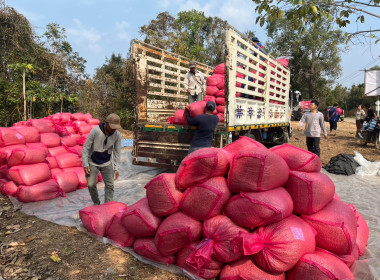 ร่วมติดตามกิจกรรมการรวบรวมกาแฟ ... พารามิเตอร์รูปภาพ 5